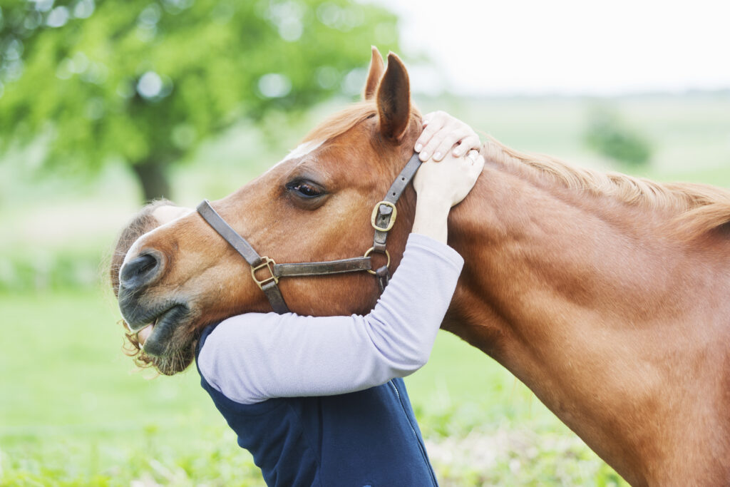Equine therapy session with horse - Amend Treatment